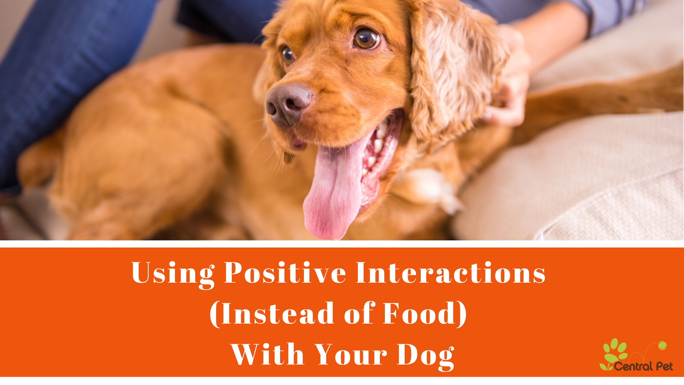 using-positive-interactions-instead-of-food-with-your-dog